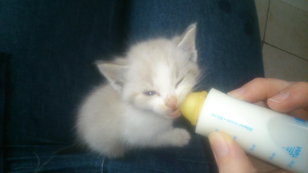 Sauvetage d'un chaton