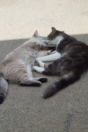 Gino et Dylem