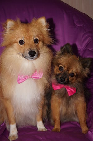 Laika et Manouchka 