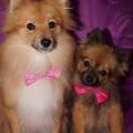 Laika et Manouchka 